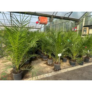 Datľovník kanársky (Phoenix canariensis) - výška 100-125 cm, kont. C15L (-6°C) 